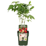 Livraison plante Framboisier - arbuste fruitier