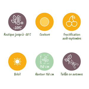 Livraison plante Framboisier Fallgold – Lot de 3 – Pot 9 cm