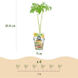 Livraison plante Framboisier Fallgold – Lot de 3 – Pot 9 cm