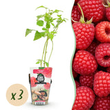Livraison plante Framboisier Ottawa – Lot de 3 – Pot 9 cm