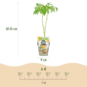 Livraison plante Fruitier tricolore – Lot de 6 – Pot 9 cm