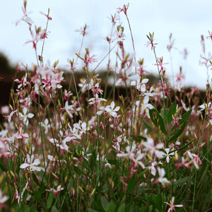 Livraison plante Gaura rose