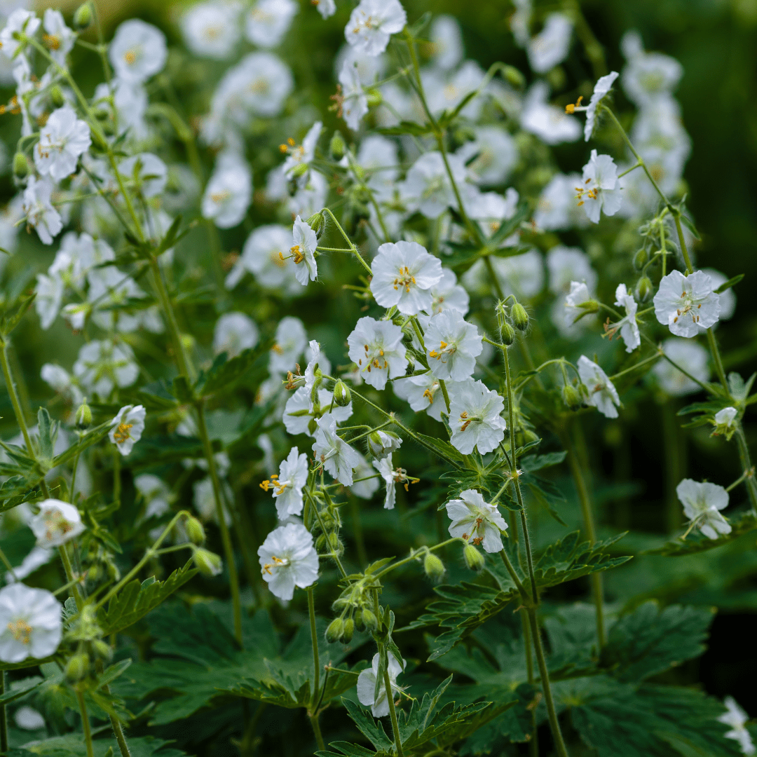 Livraison plante Geranium blanc