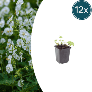 Livraison plante Geranium blanc