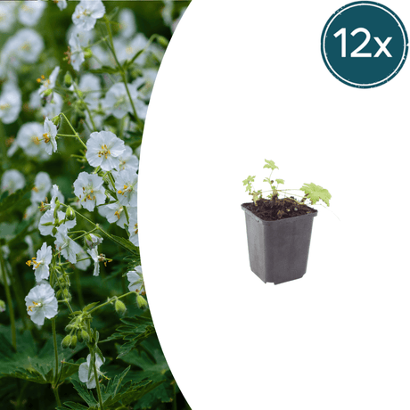 Livraison plante Geranium blanc
