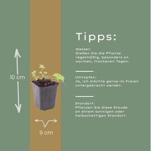 Livraison plante Geranium blanc