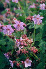 Livraison plante Géranium macrorrhizum