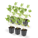 Livraison plante Geranium Rozanne