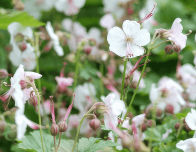 Staudeblomster Nägelört (Geranium x cantabrigiense) 'Biokovo'