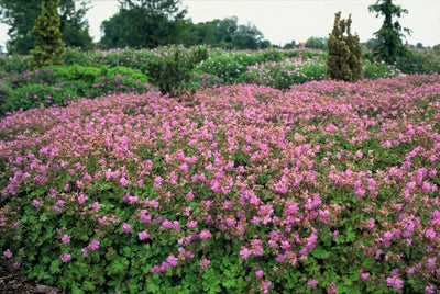 Staudenstorksnävel (Geranium x cantabrigiense) 'Cambridge'