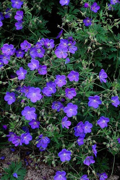 Storkäx Vivace (Geranium) 'Johnson's Blue'