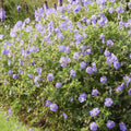 Storkransbill Vivace (Geranium) 'Rozanne'