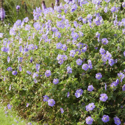 Storkransbill Vivace (Geranium) 'Rozanne'