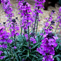 Matstjärnblomma Lila (Erysimum) 'Bowles' Mauve'