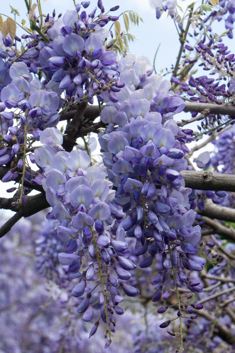 Livraison plante Glycine de chine 'prolific'