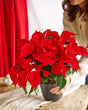 Livraison plante Grand Poinsettia rouge Noël