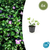 Livraison plante Grande Pervenche