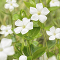 Stor Blåklocka (Vinca major) 'Alba'