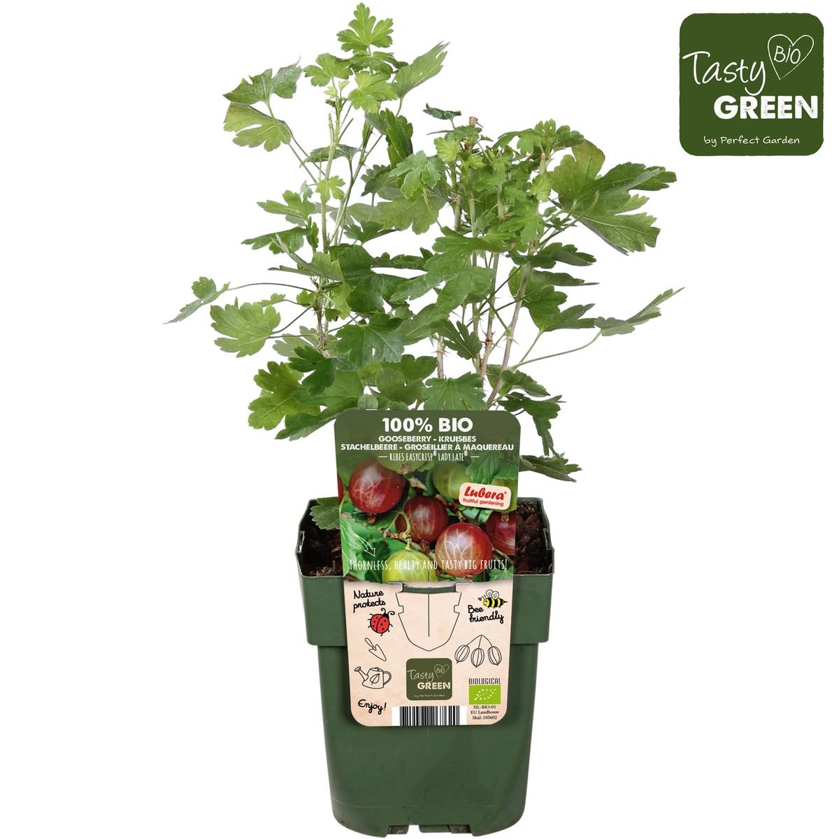 Livraison plante Grosseillier - arbuste fruitier