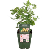 Livraison plante Grosseillier - arbuste fruitier