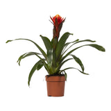 Livraison plante Guzmania Happiness