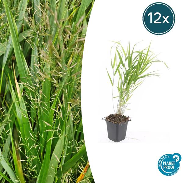 Livraison plante Hakonechloa macra herbe japonaise