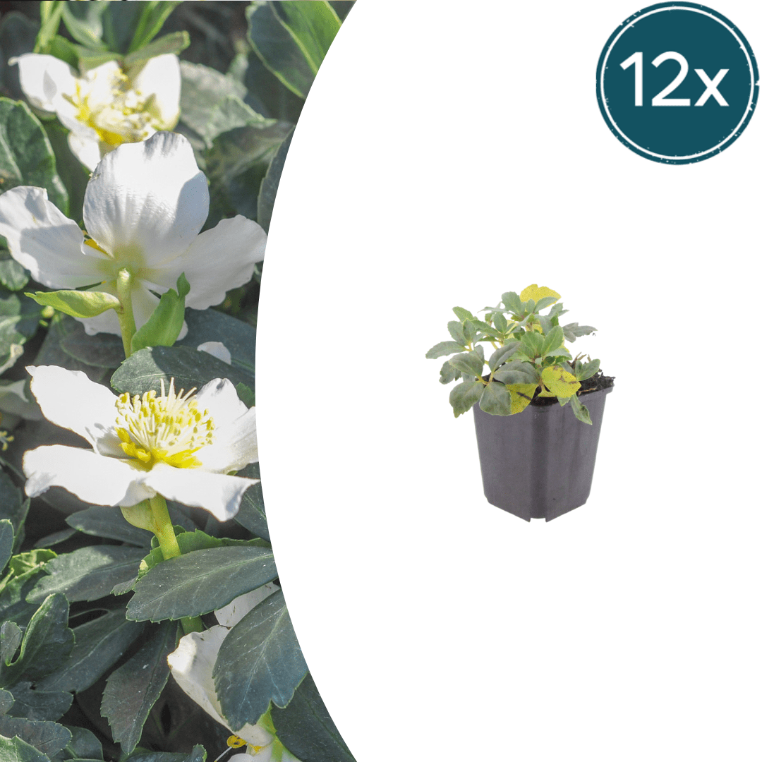Livraison plante Hellebore blanc niger