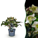 Livraison plante Hellébore Diamfire – Pot 19 cm – Hauteur 40 cm