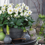 Livraison plante Helleborus Christmas Carol – Lot de 2 – Pot 14 cm