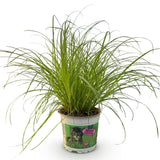 Livraison plante Herbe à chat - Cyperus alternifolius Zumula
