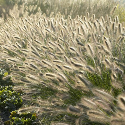 Fjädergräs (Pennisetum Alopecuroides) 'Hameln'