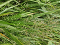 Japansk gräs (Hakonechloa macra)