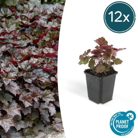 Livraison plante Heuchera Palace Purple