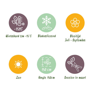 Livraison plante Hibiscus Magenta Chiffon® – Pot 19 cm – Hauteur 90 cm