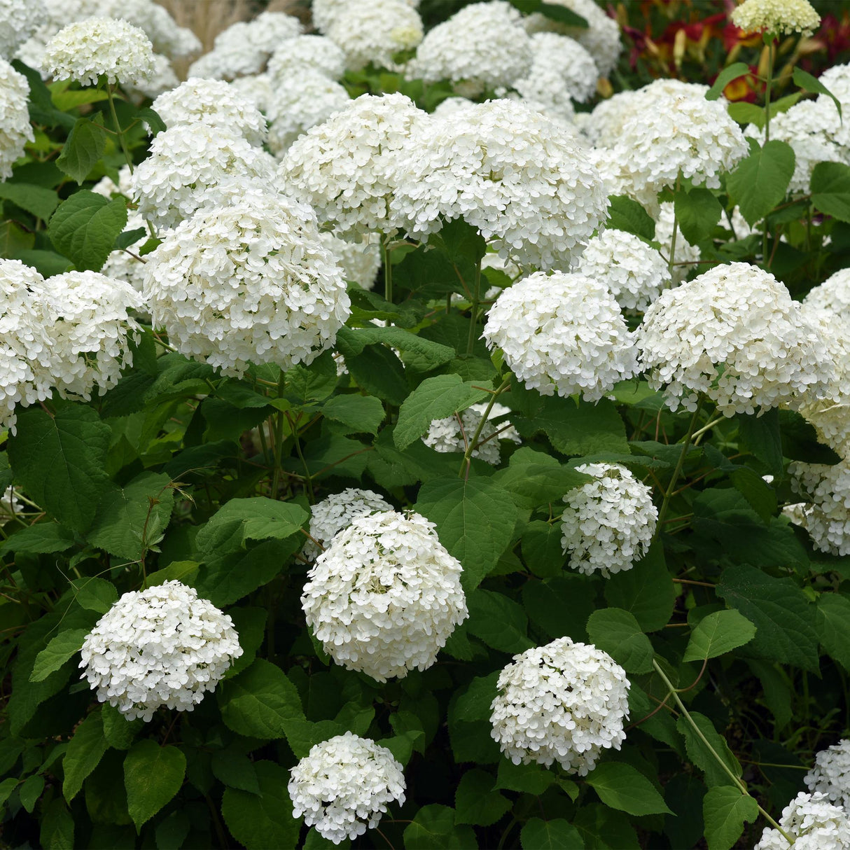 Livraison plante Hortensia Annabelle – Lot de 1 – Pot 17 cm – Hauteur 50 cm