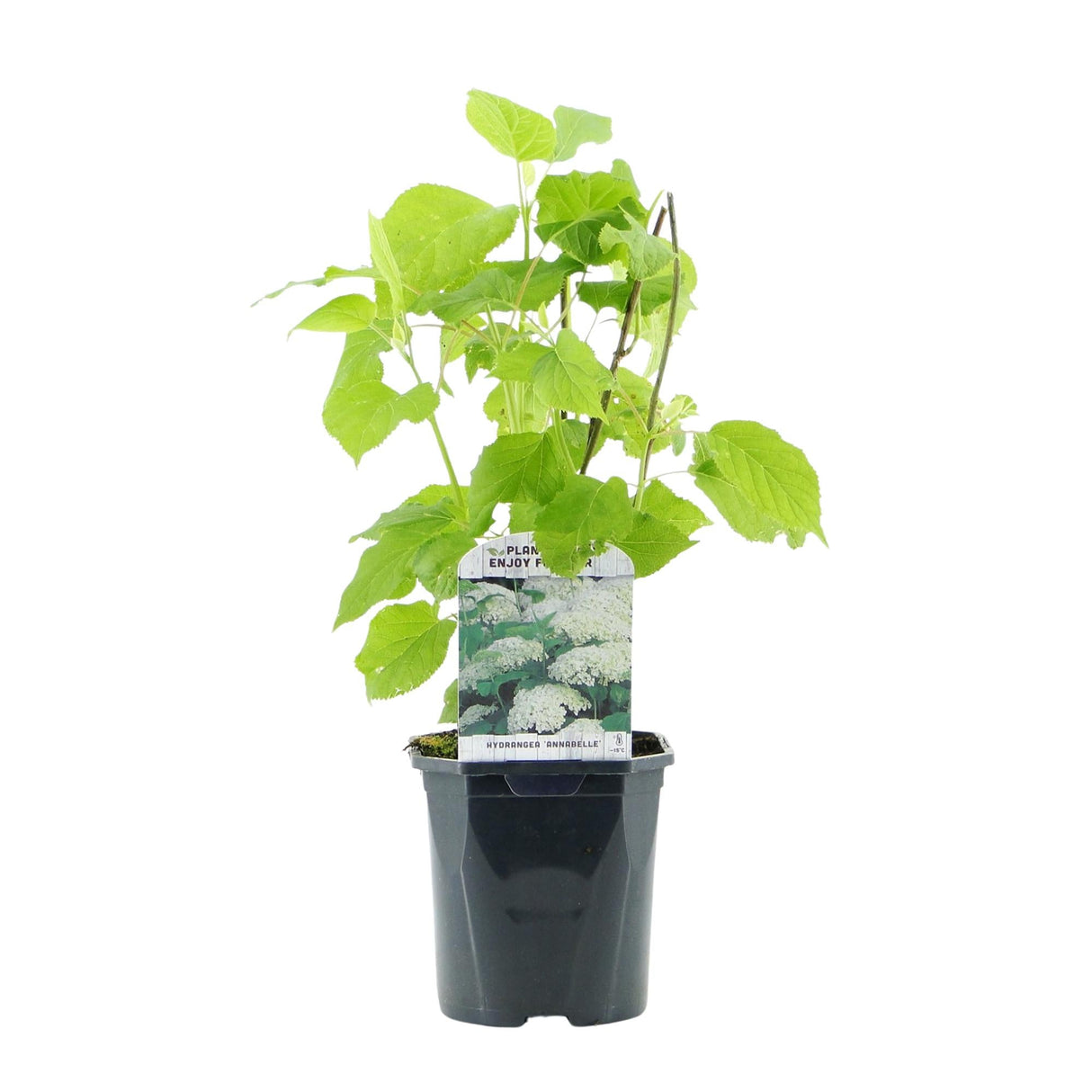 Livraison plante Hortensia Annabelle – Lot de 1 – Pot 17 cm – Hauteur 50 cm