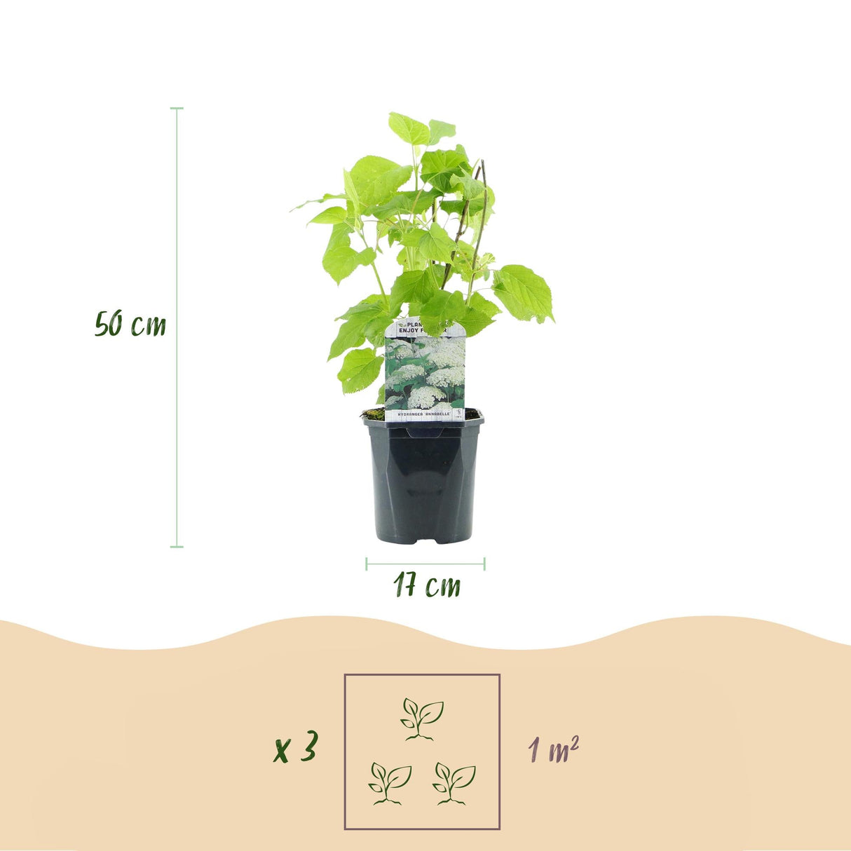 Livraison plante Hortensia Annabelle – Lot de 1 – Pot 17 cm – Hauteur 50 cm