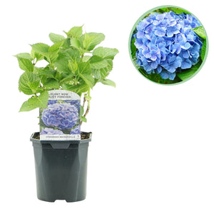 Livraison plante Hortensia Blue – Lot de 1 – Pot 17 cm – Hauteur 30 cm