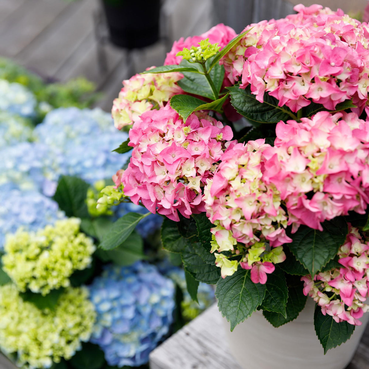 Livraison plante Hortensia Forever & Ever – Pot 23 cm – Hauteur 55 cm