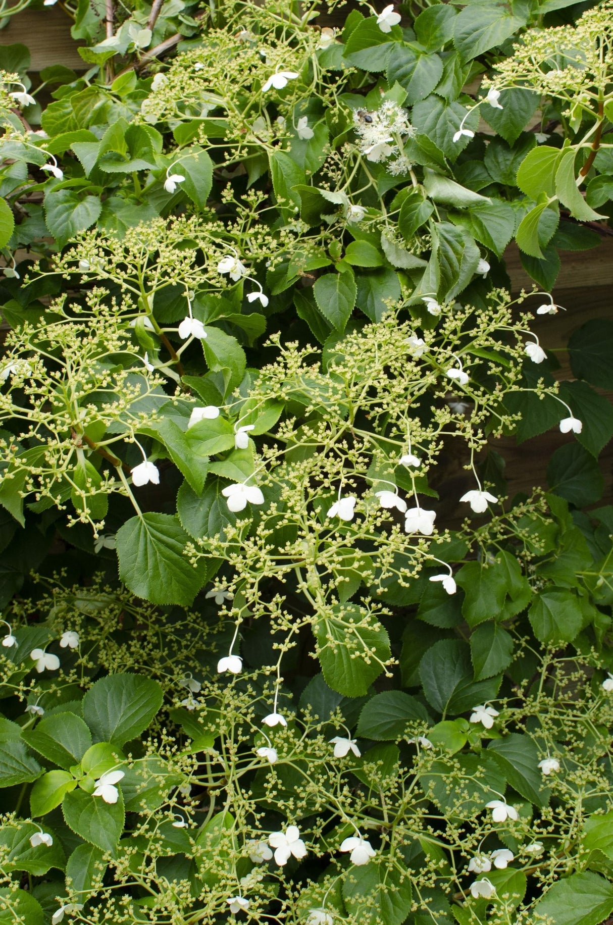 Livraison plante Hortensia grimpant