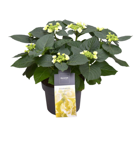 Livraison plante Hortensia jaune pâle 7 - 12 têtes - plante fleurie d'extérieur