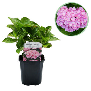 Livraison plante Hortensia macrophylla Pink