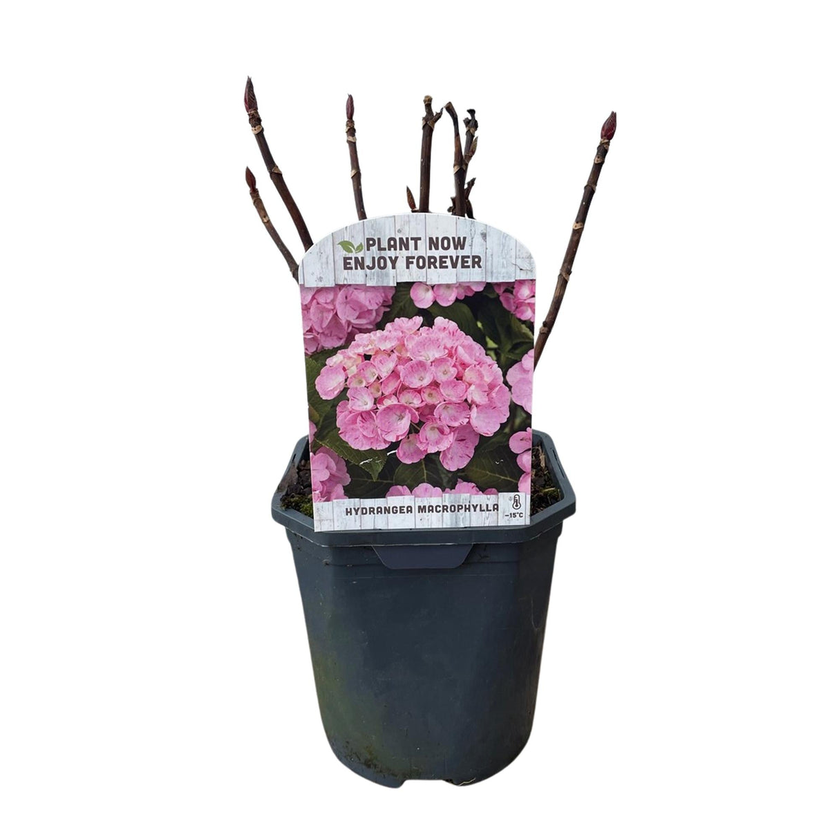 Livraison plante Hortensia macrophylla Pink – Pot 17 cm – Hauteur 30 cm