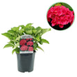 Livraison plante Hortensia macrophylla Rouge