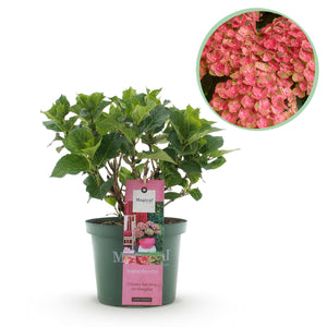 Livraison plante Hortensia Magical Green Fire – Pot 23 cm – Hauteur 55 cm