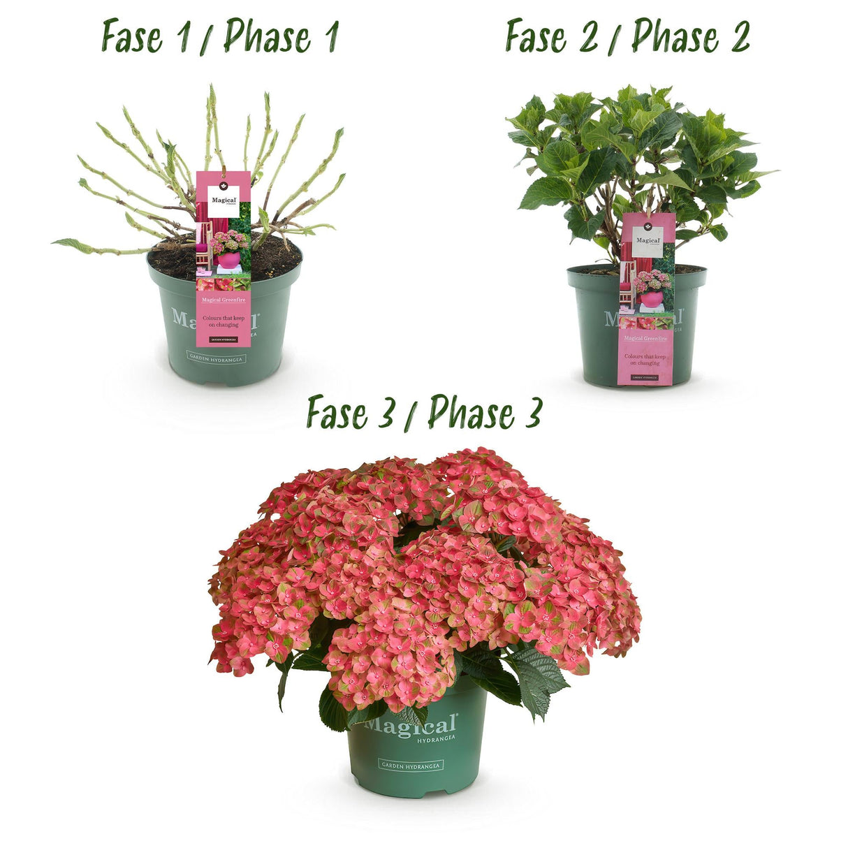 Livraison plante Hortensia Magical Green Fire – Pot 23 cm – Hauteur 55 cm