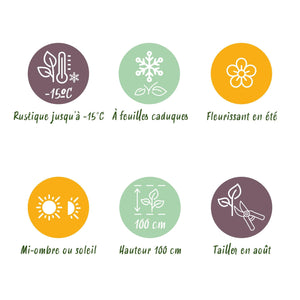 Livraison plante Hortensia Magical Revolution Pink – Hauteur 55 cm