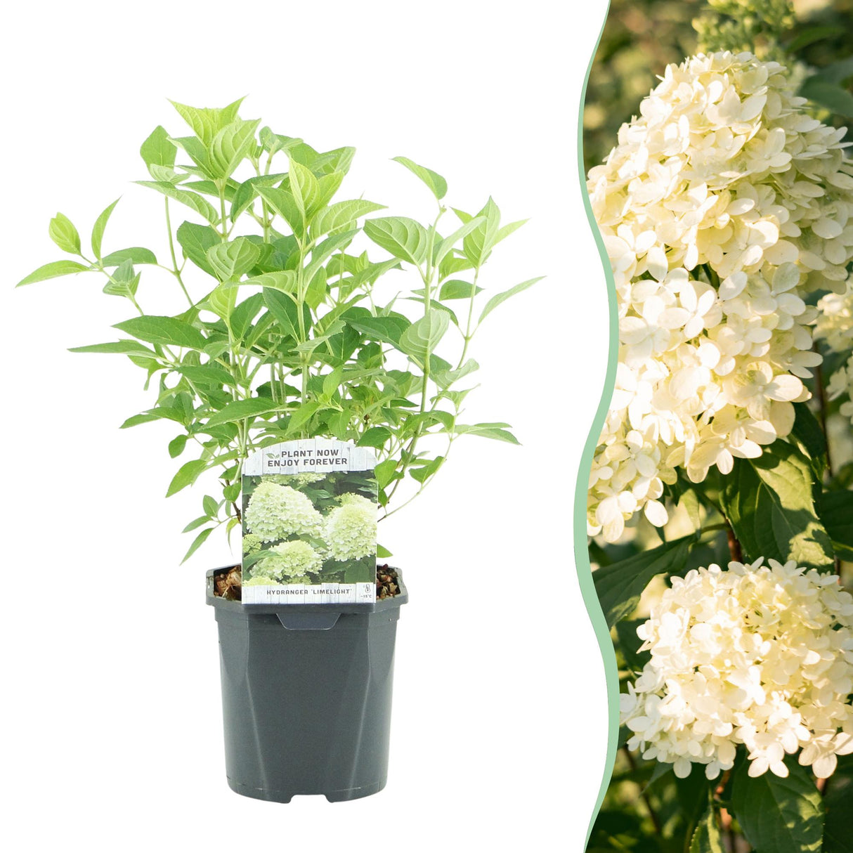 Livraison plante Hortensia Panniculata Limelight – Pot 17 cm – Hauteur 50 cm