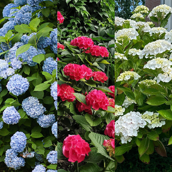 Livraison plante Hortensia Tricolour – Lot de 3 – Pot 17 cm – Hauteur 30 cm