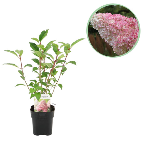 Livraison plante Hortensia Vanille Fraise x1